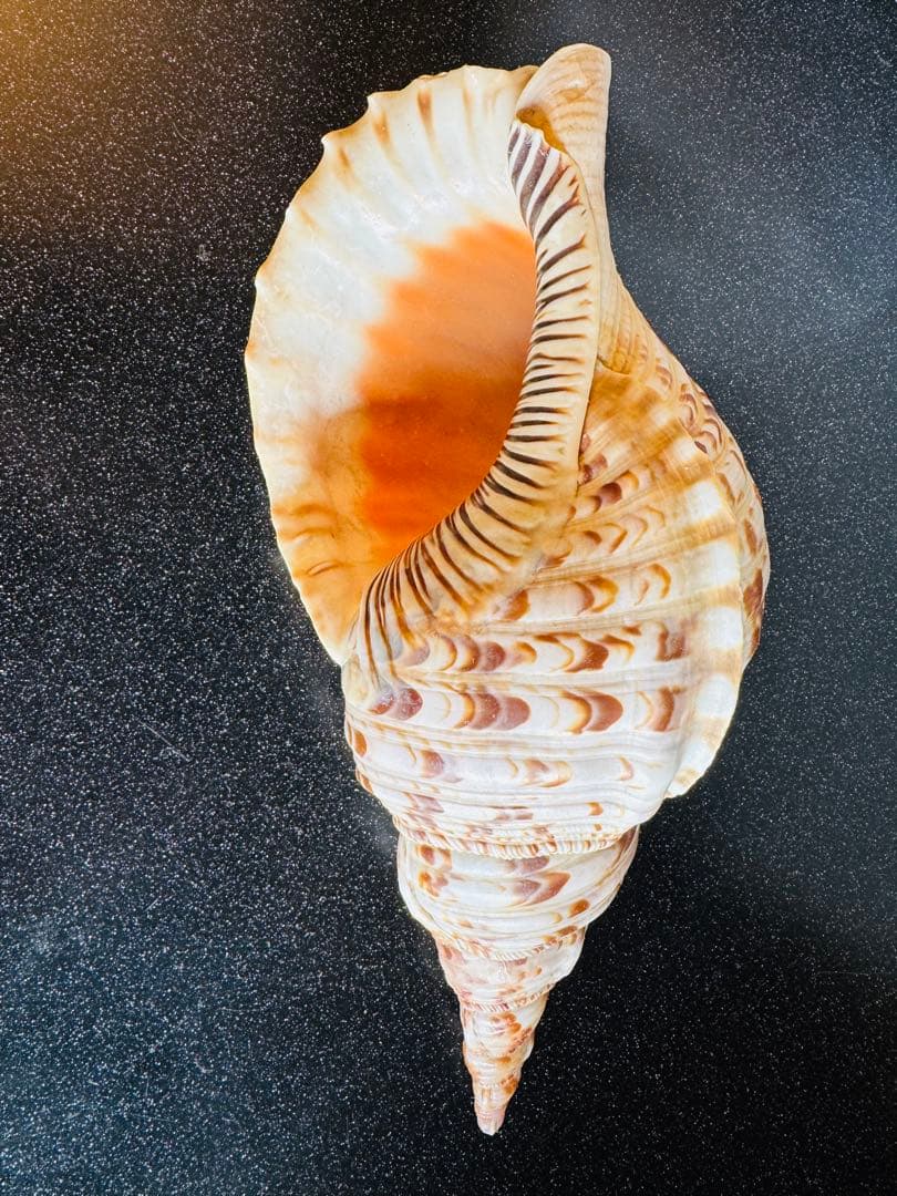 法螺貝 約36cmホラ貝 超特大