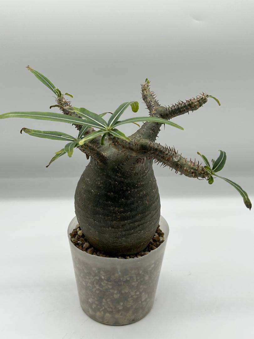 現地球　発根済み　パキポディウム　グラキリス　落葉中