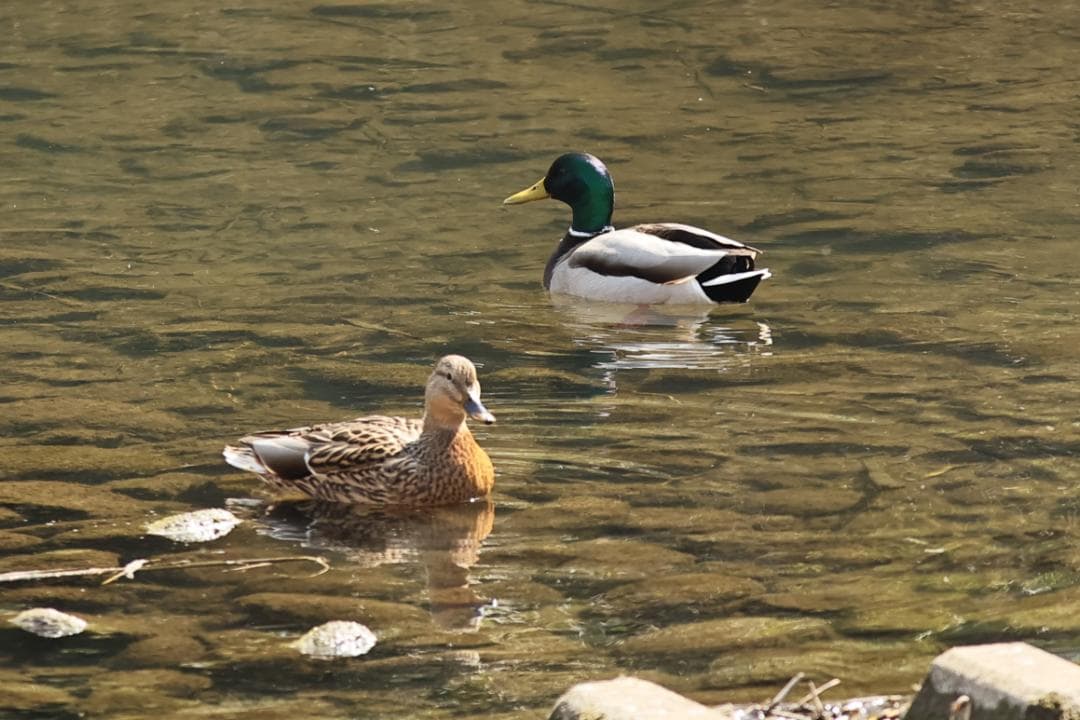 キャノン EF300mm F/4L IS USM (EFレンズ単焦点）