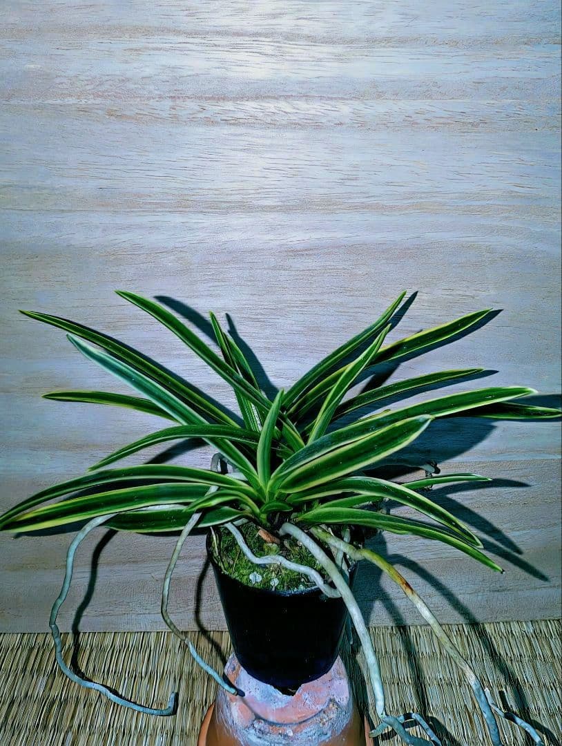 [年末大感謝祭東京土産編激安!!]富貴蘭　匂威(株立ち)