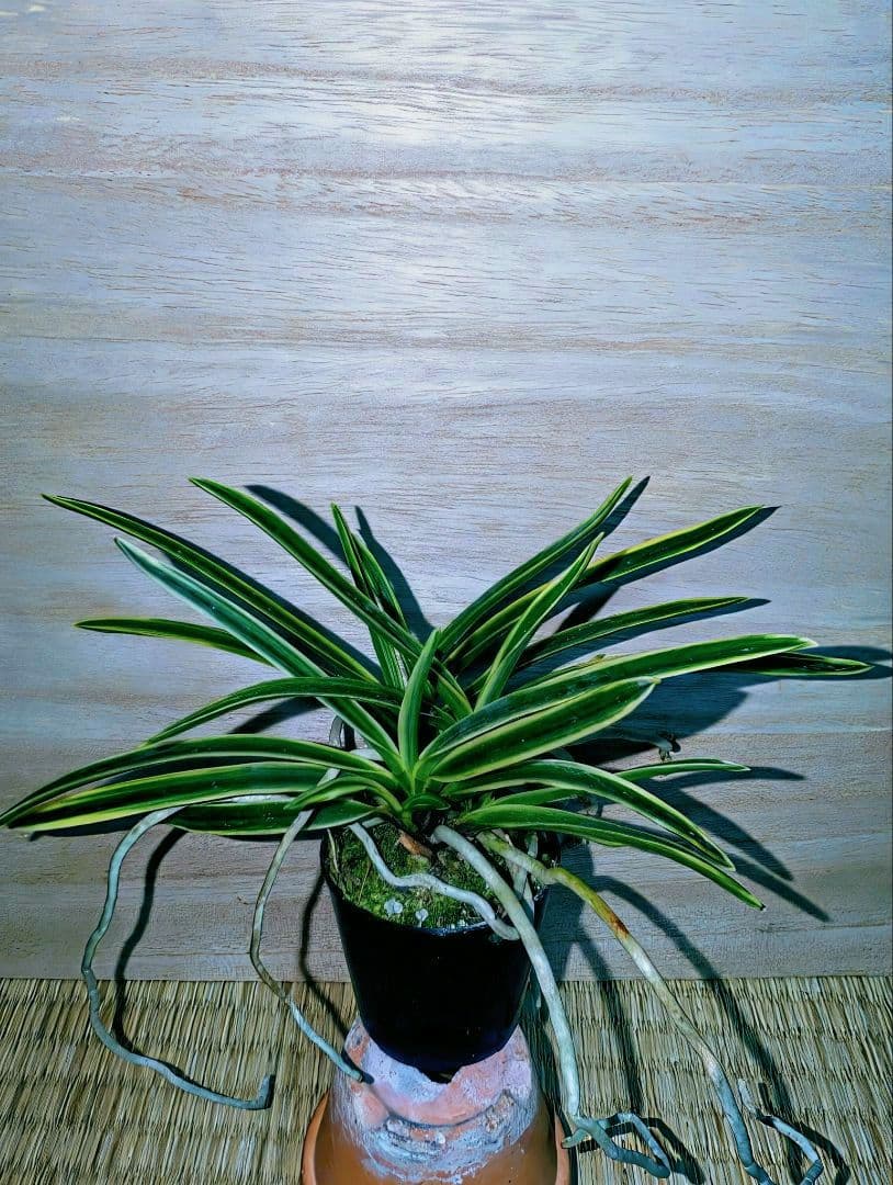 [年末大感謝祭東京土産編激安!!]富貴蘭　匂威(株立ち)