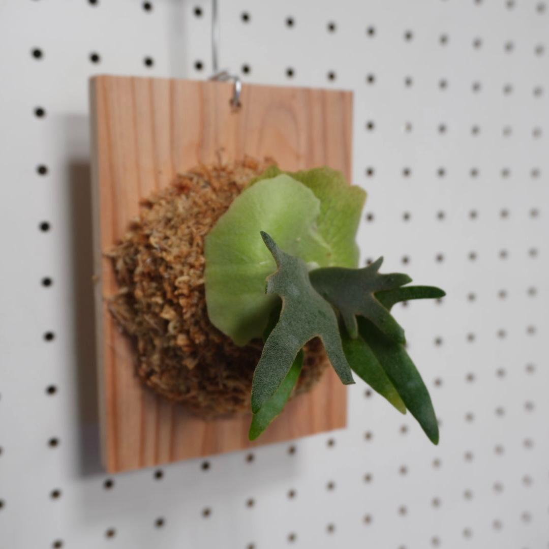 ビカクシダ willinckii nano ウィリンキー ドワーフ 板付