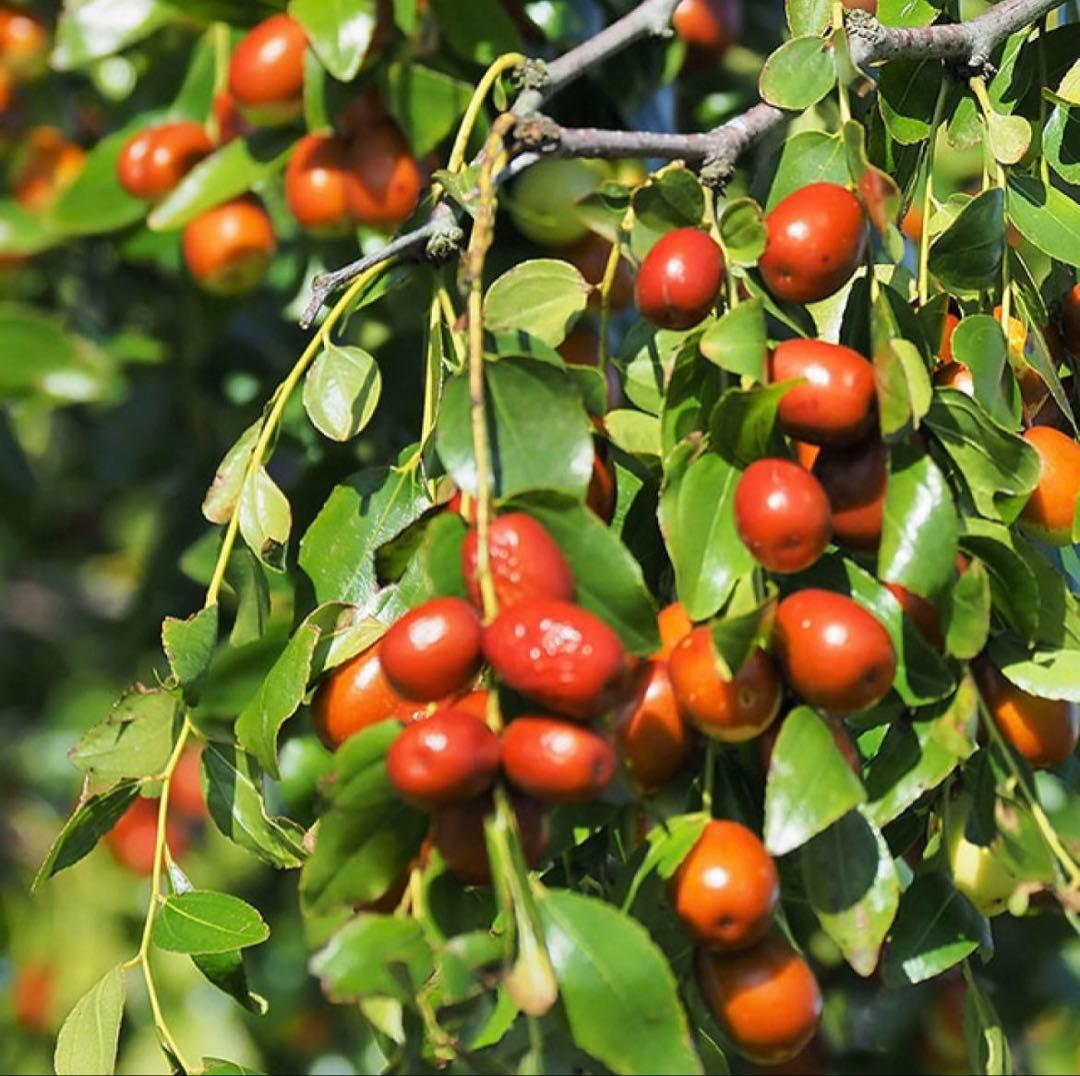 fukupukpuku0106専用ナツメ 500g)2袋とクコのみ500g2袋