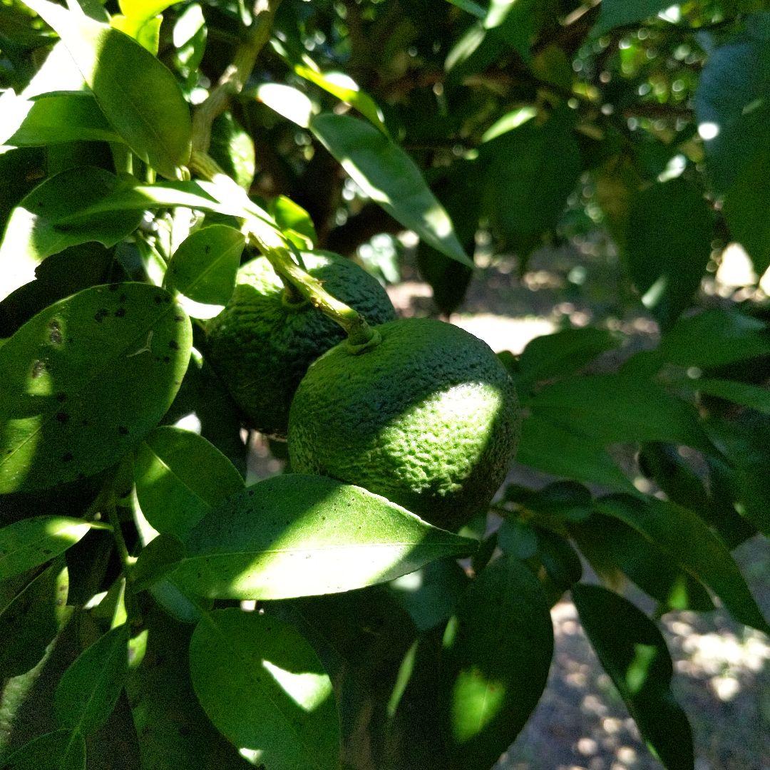 ゆず胡椒に！今だけ青柚子１５kg（愛媛県産）。うどん、そば、刺身、酒、焼酎に◎