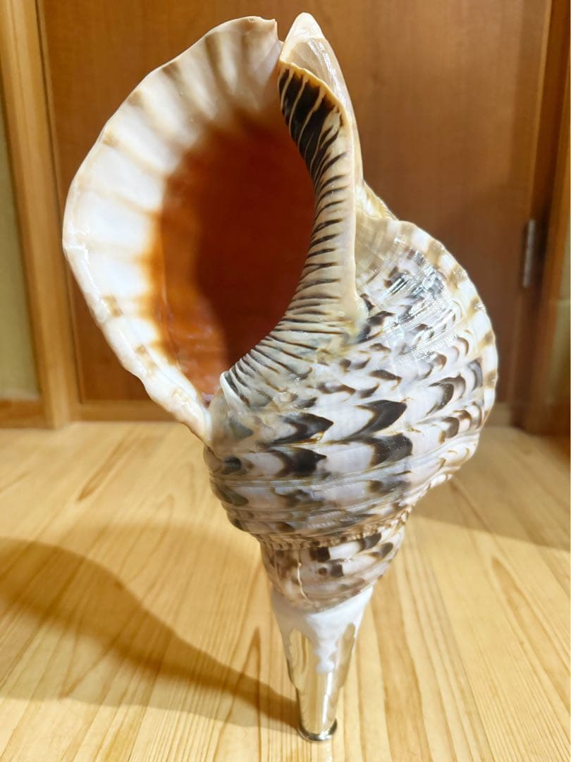 特大40㎝修験道法螺貝　山伏　密教　魔除け　熊よけ❣️ホラガイ