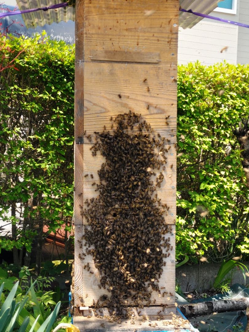 新蜜　日本ミツバチの百花蜜（１年物）㊶　550✕4本（2.2㎏）