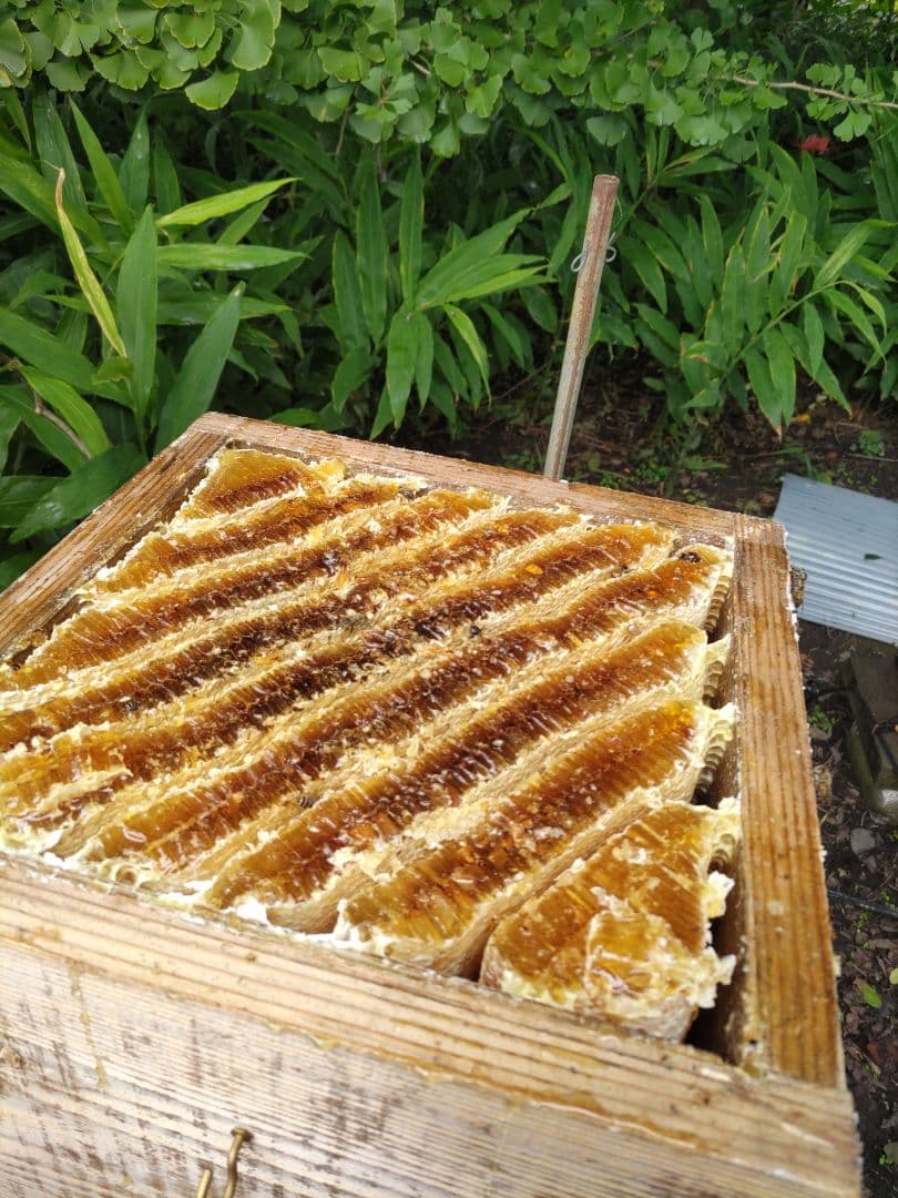 新蜜　日本ミツバチの百花蜜（１年物）㊶　550✕4本（2.2㎏）