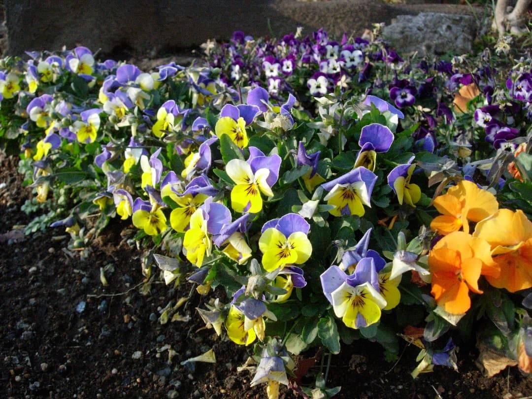 実写美⭕️美品【動作確認済】Nikon COOLPIX 5200 ブルー