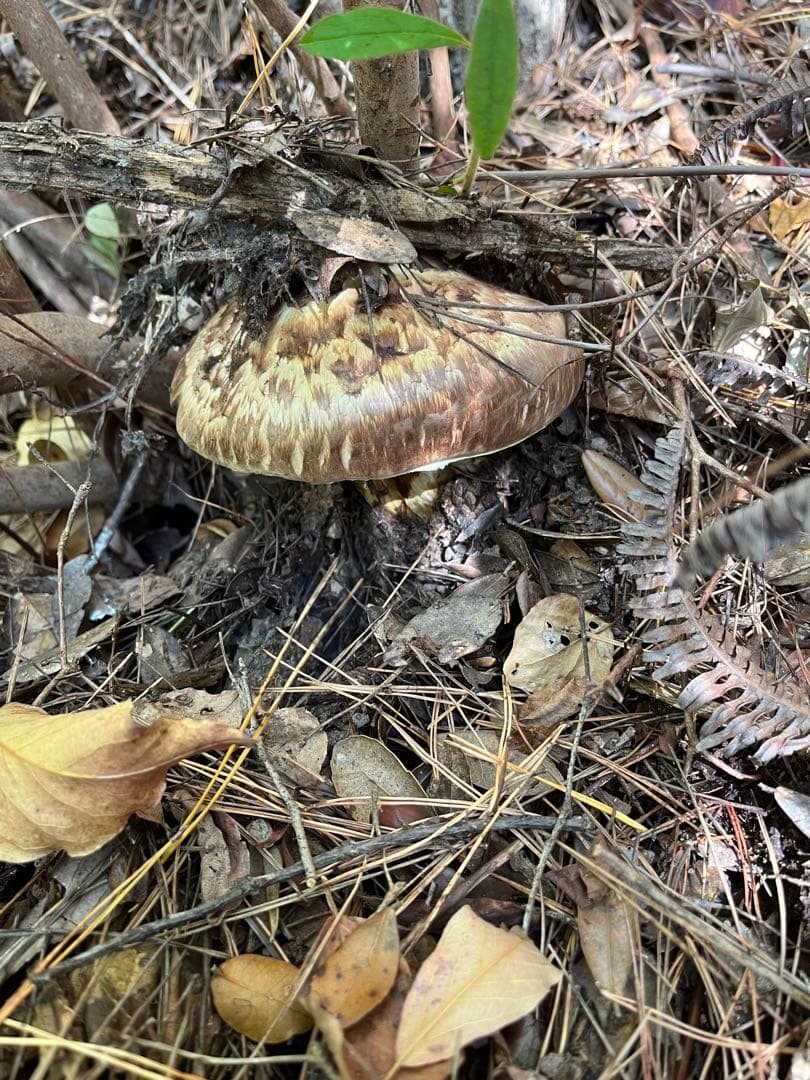 【大阪泉州産】天然松茸 採れたて傘厚軸太☆1本245g国産