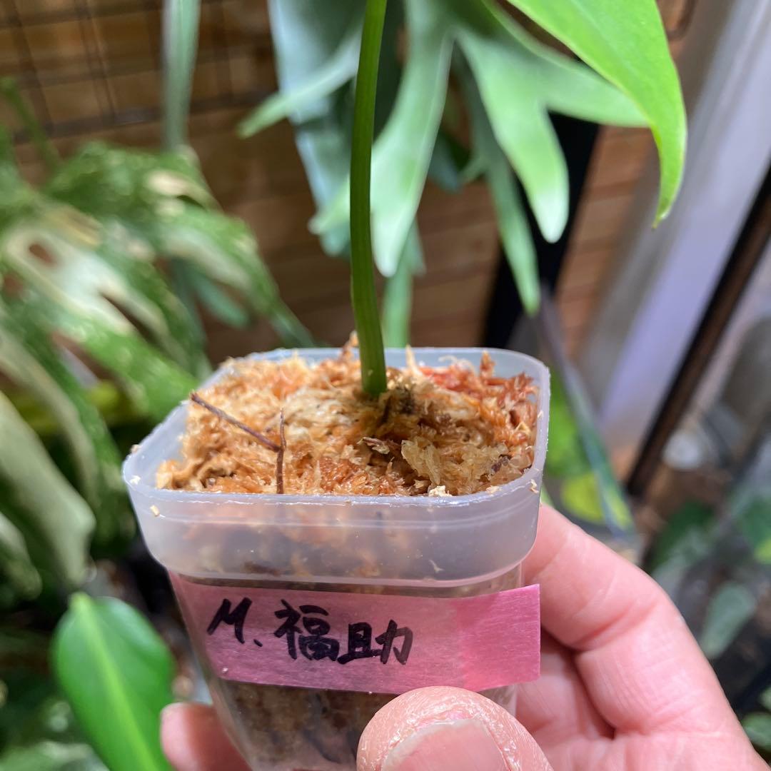モンステラ　福助　発根済み