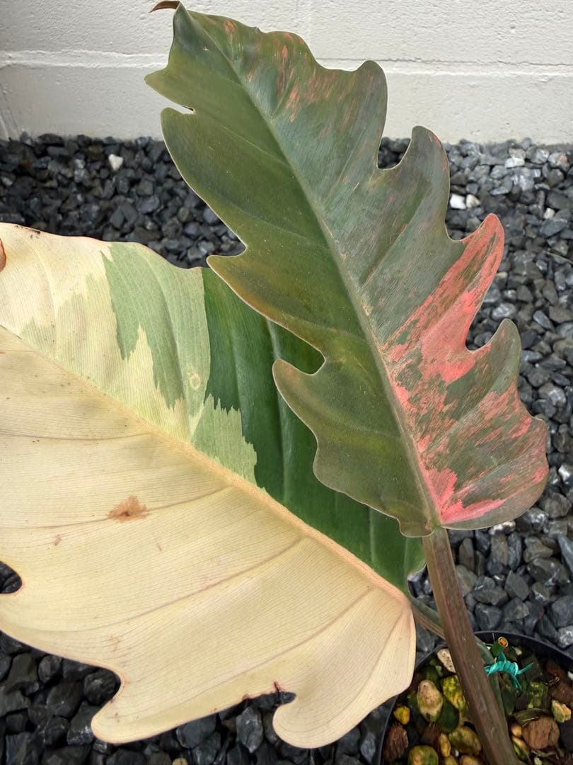 フィロデンドロン　キャラメル　マーブル