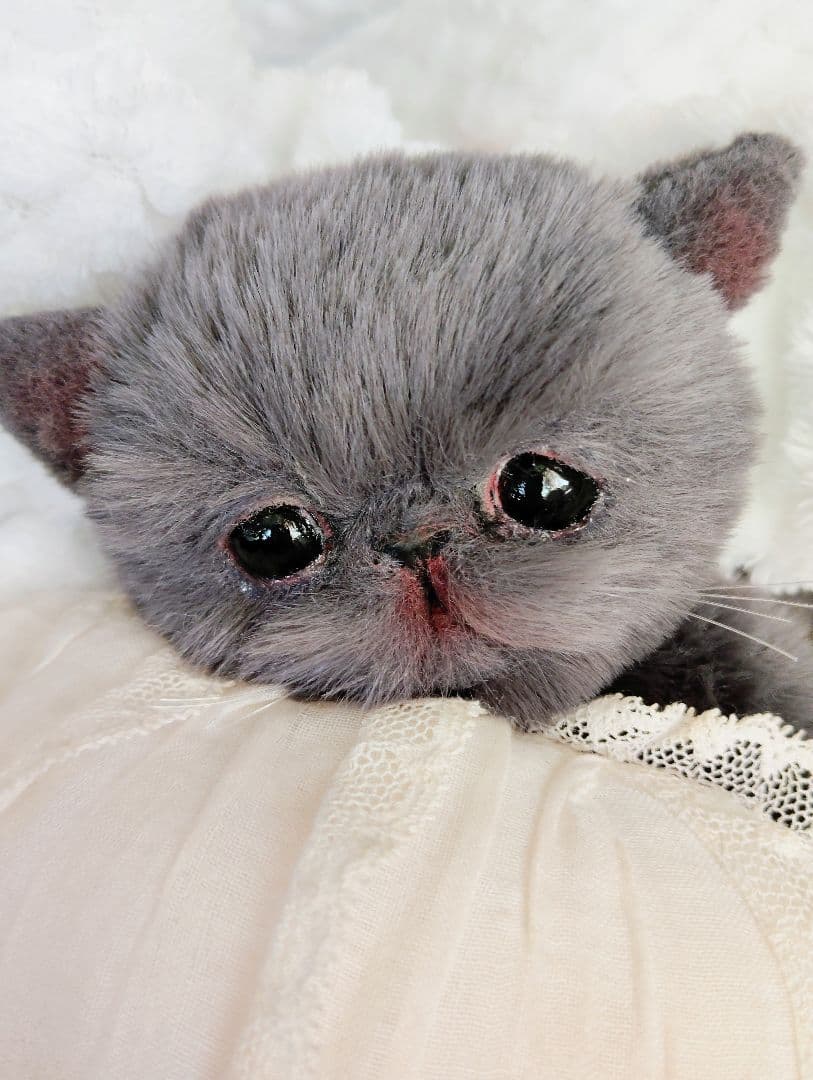 ミントグリーン様御予約❤️くりくりオメメ♡生後２週間♡子猫の黒豆ちゃん