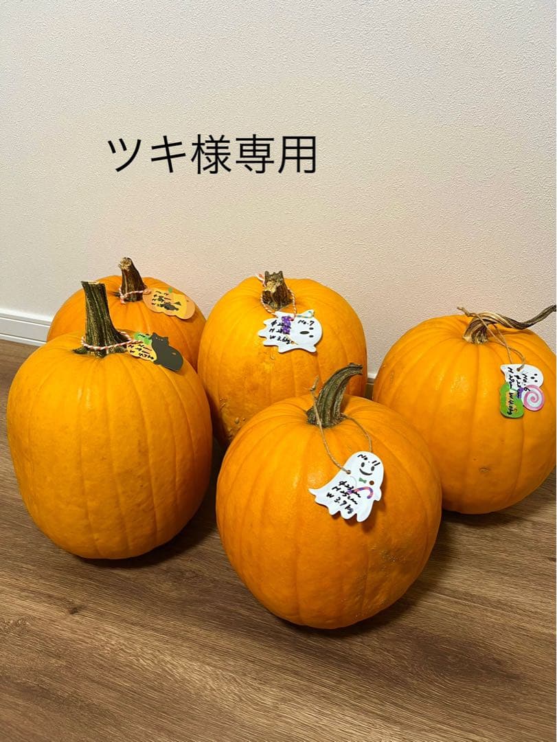 2025年産ハロウィンカボチャ(本物)NO.3.6.7.11.14