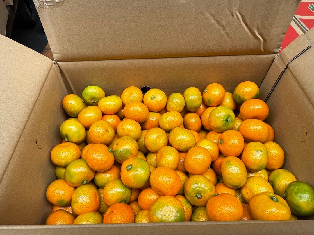 ⑴佐賀県唐津産ハウスみかん 10kg 約300玉