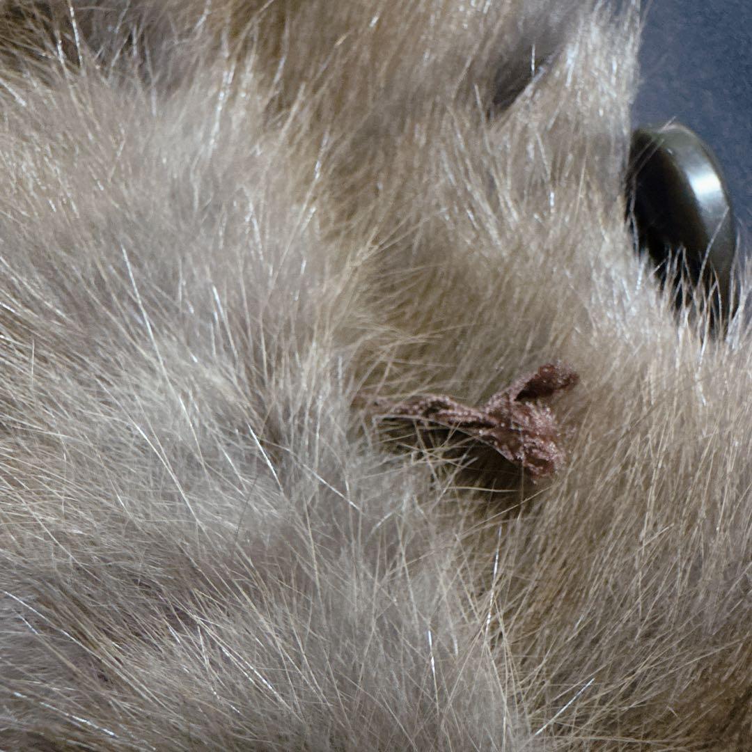 【アルボレンテARBORENTE】ロシアンセーブル　毛皮　リバーシブルコートML