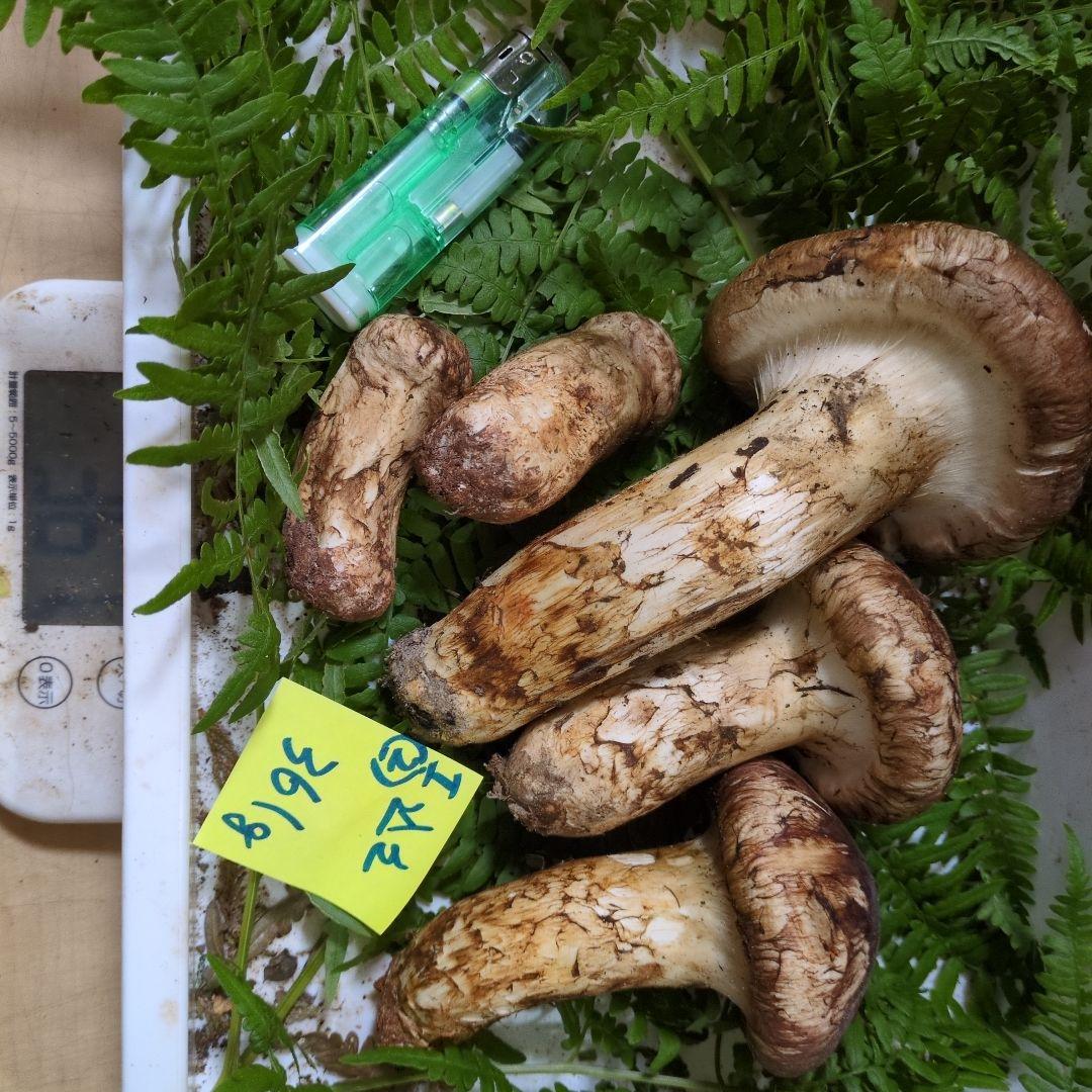 和歌山松茸　新鮮朝市　込み込み　361㌘