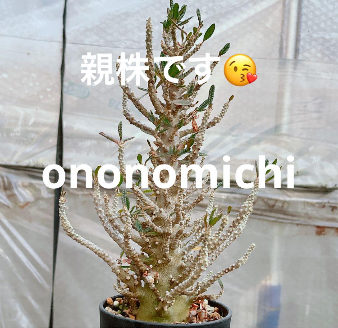 【早い者勝ち★発根済】　ドルステニア ギガス ブラータ 短葉 シルバーリーフ