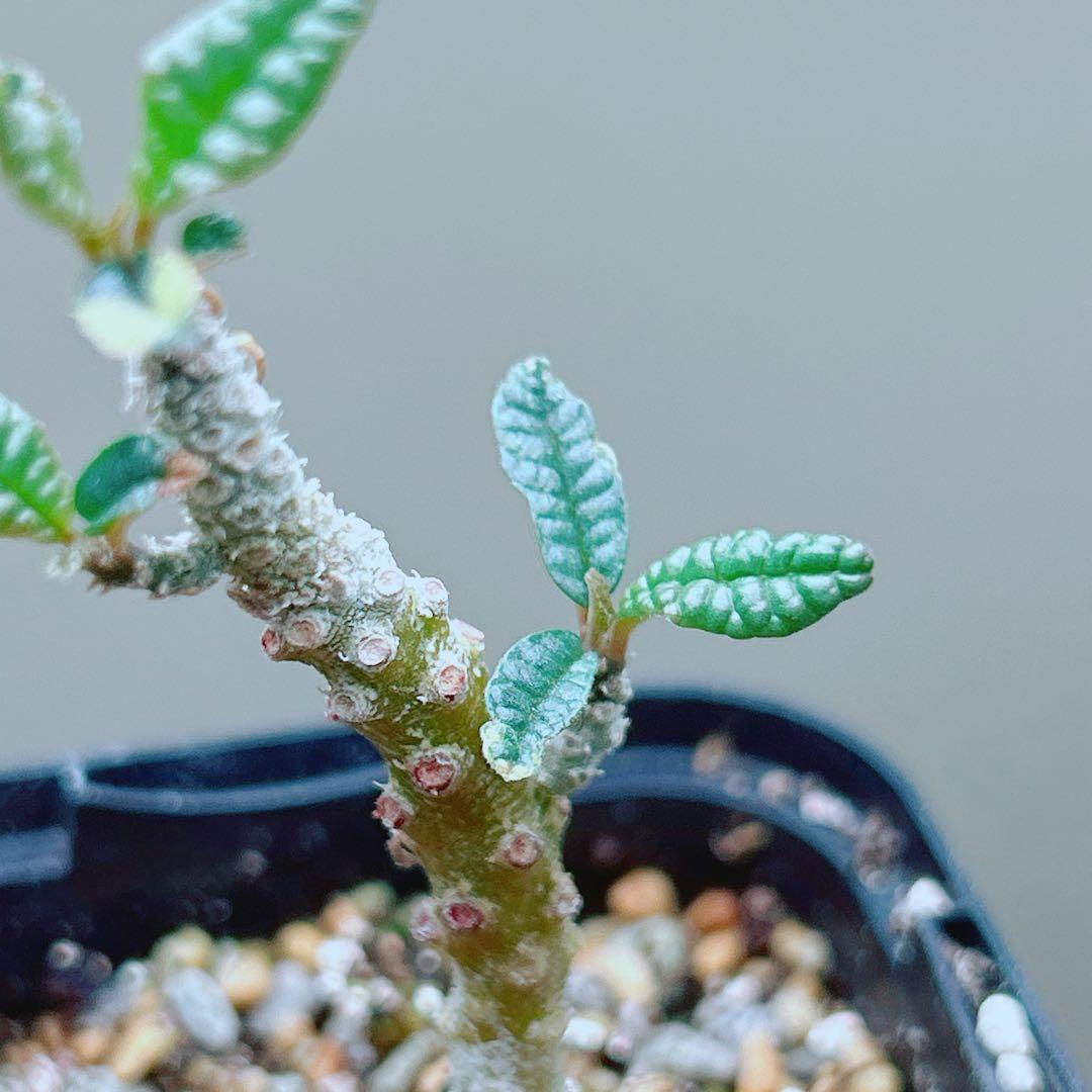 【早い者勝ち★発根済】　ドルステニア ギガス ブラータ 短葉 シルバーリーフ