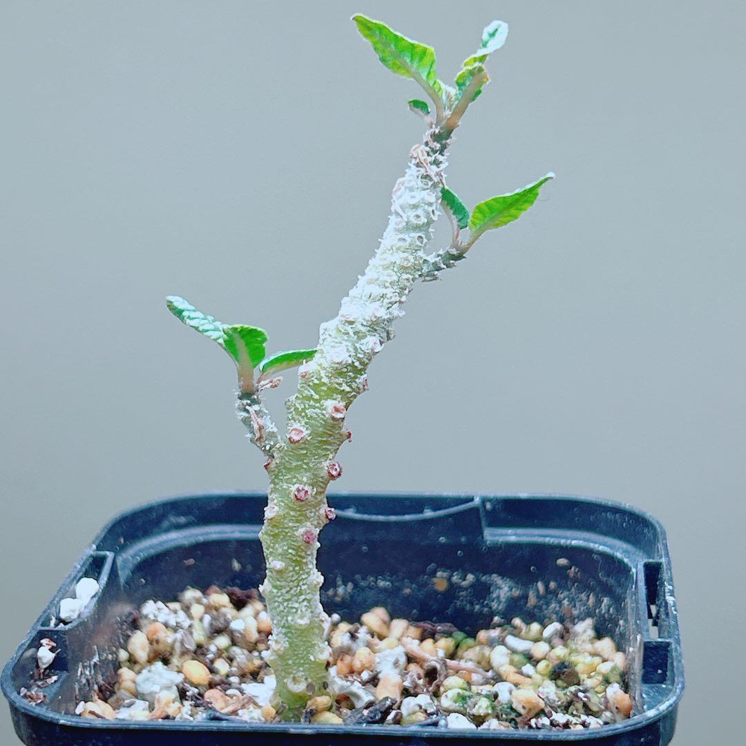 【早い者勝ち★発根済】　ドルステニア ギガス ブラータ 短葉 シルバーリーフ