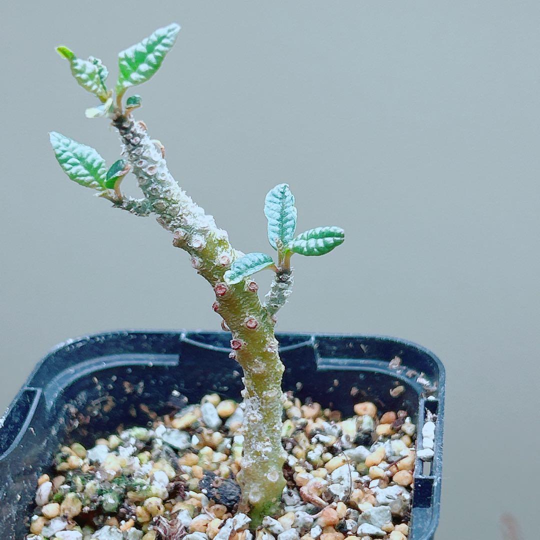 【早い者勝ち★発根済】　ドルステニア ギガス ブラータ 短葉 シルバーリーフ