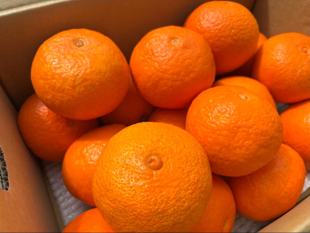 愛媛産大玉あいか