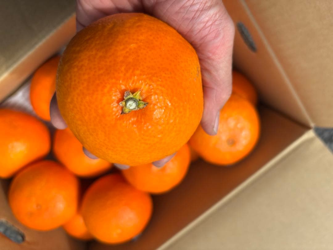 愛媛産大玉あいか