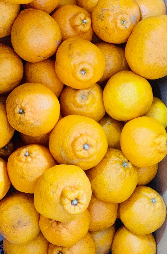 デコポン　不知火　みかん　40kg 中〜大サイズ　肥の豊