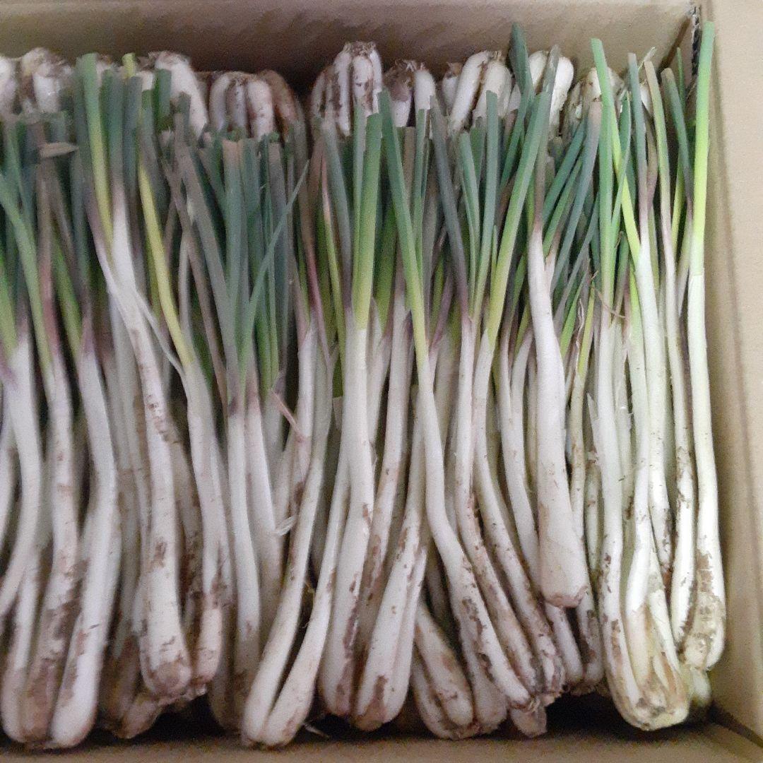 伊江島産♪ 島らっきょう5㎏