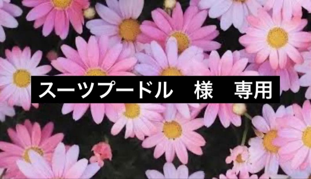 スーツプードル　