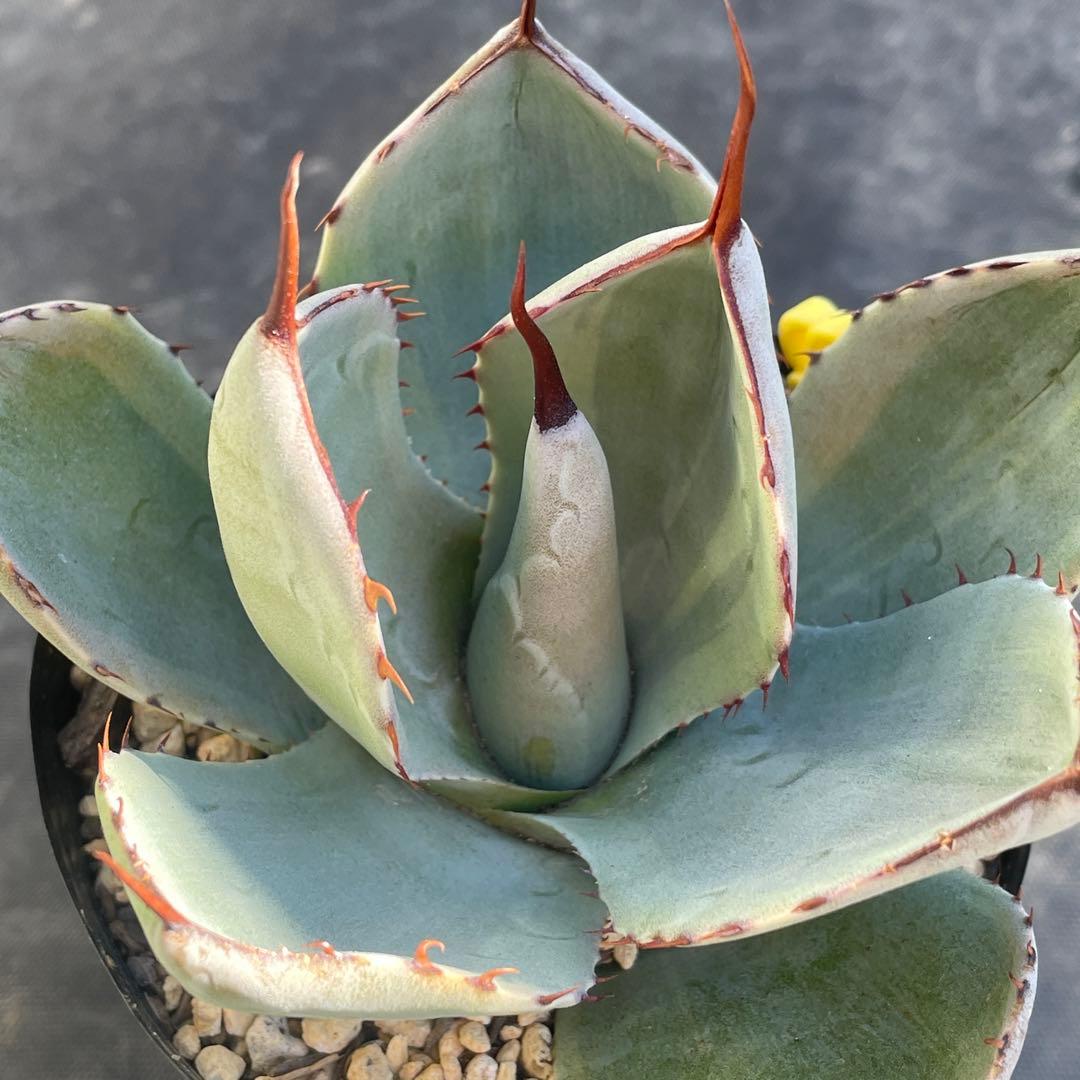 速達 アガベ トランカータ錦 トリカラー 斑入り 墨斑 淡斑