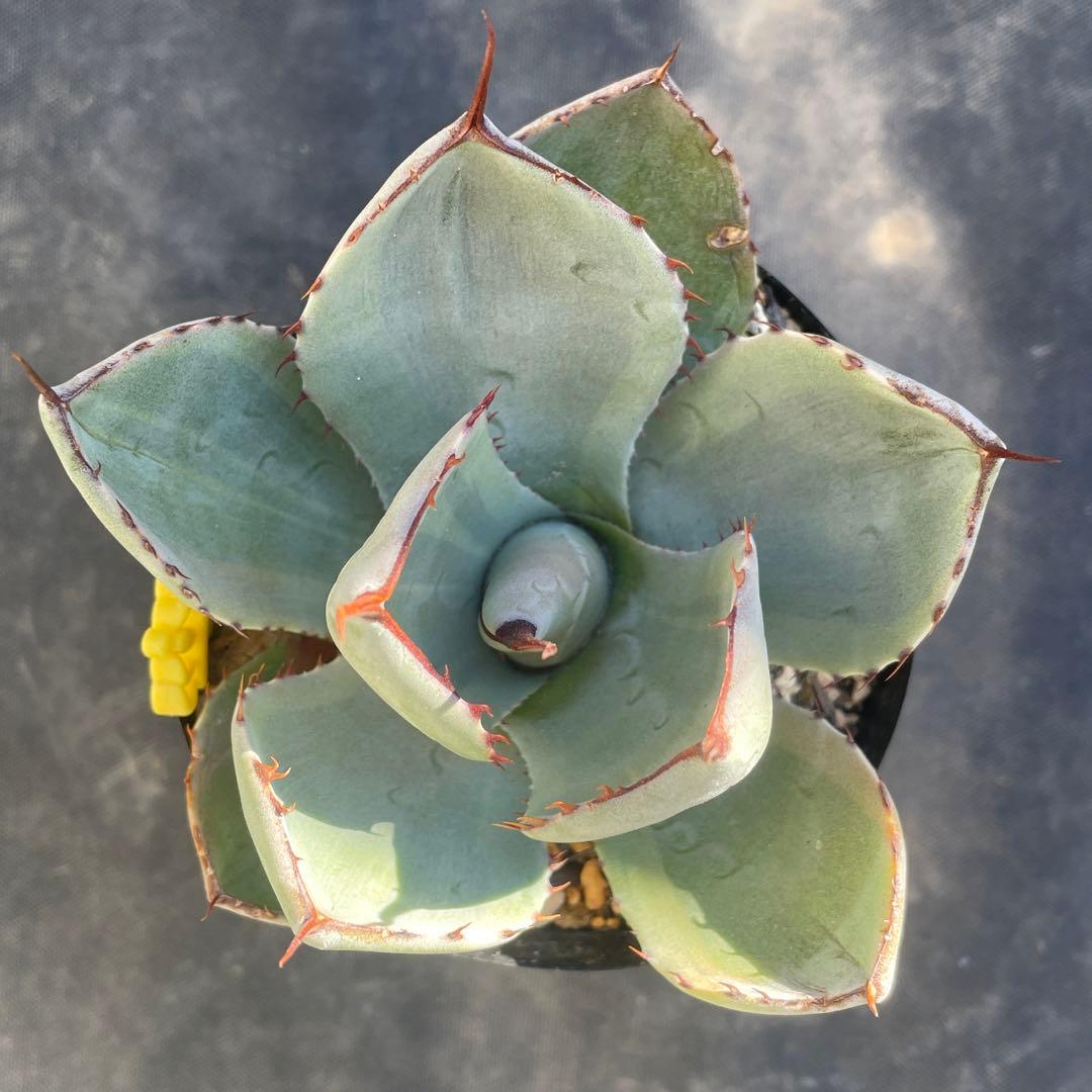 速達 アガベ トランカータ錦 トリカラー 斑入り 墨斑 淡斑