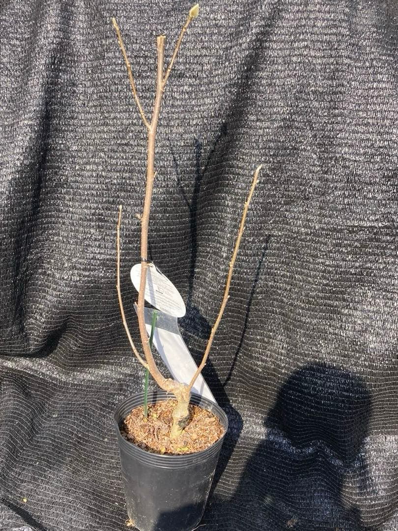 ①*:ஐ矮性で鉢栽培も可能‼︎魅力的な花色‼︎*:ஐモクレン・苗木【ジェニー】6号