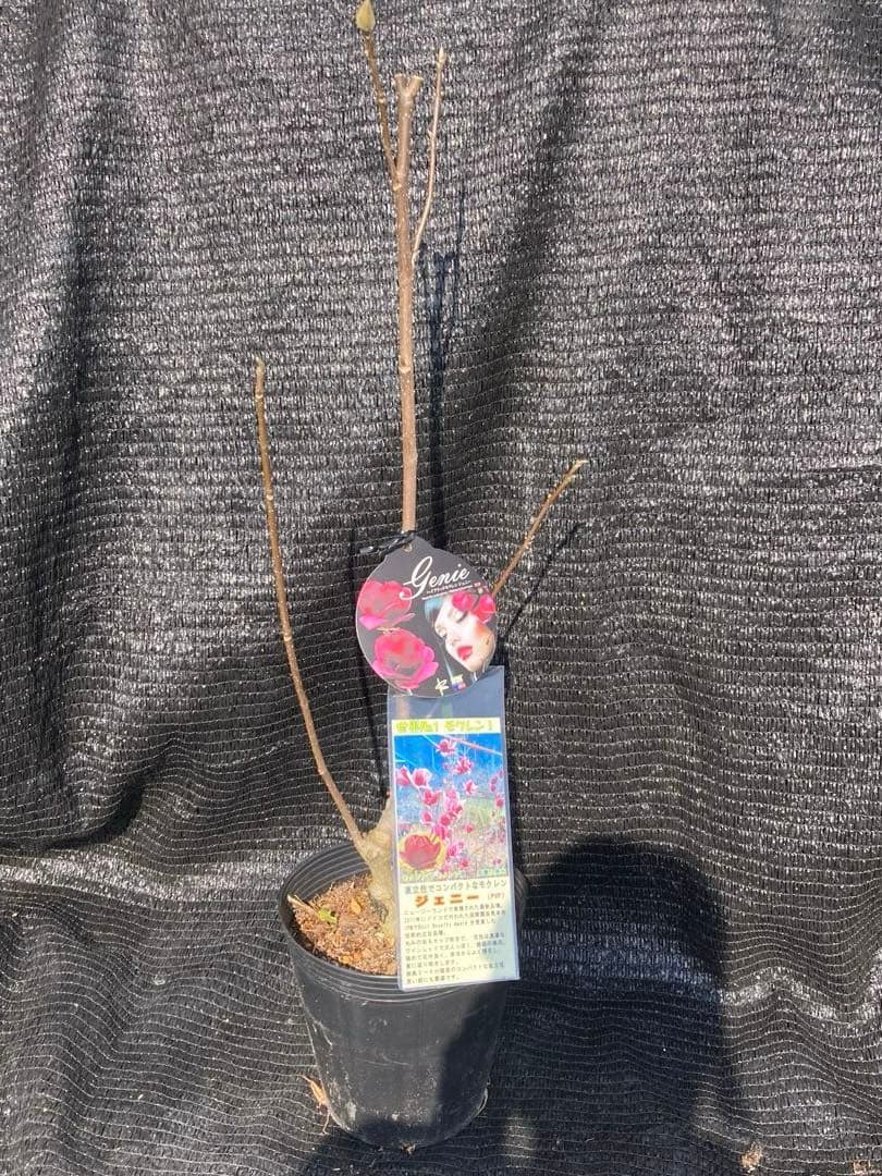 ①*:ஐ矮性で鉢栽培も可能‼︎魅力的な花色‼︎*:ஐモクレン・苗木【ジェニー】6号