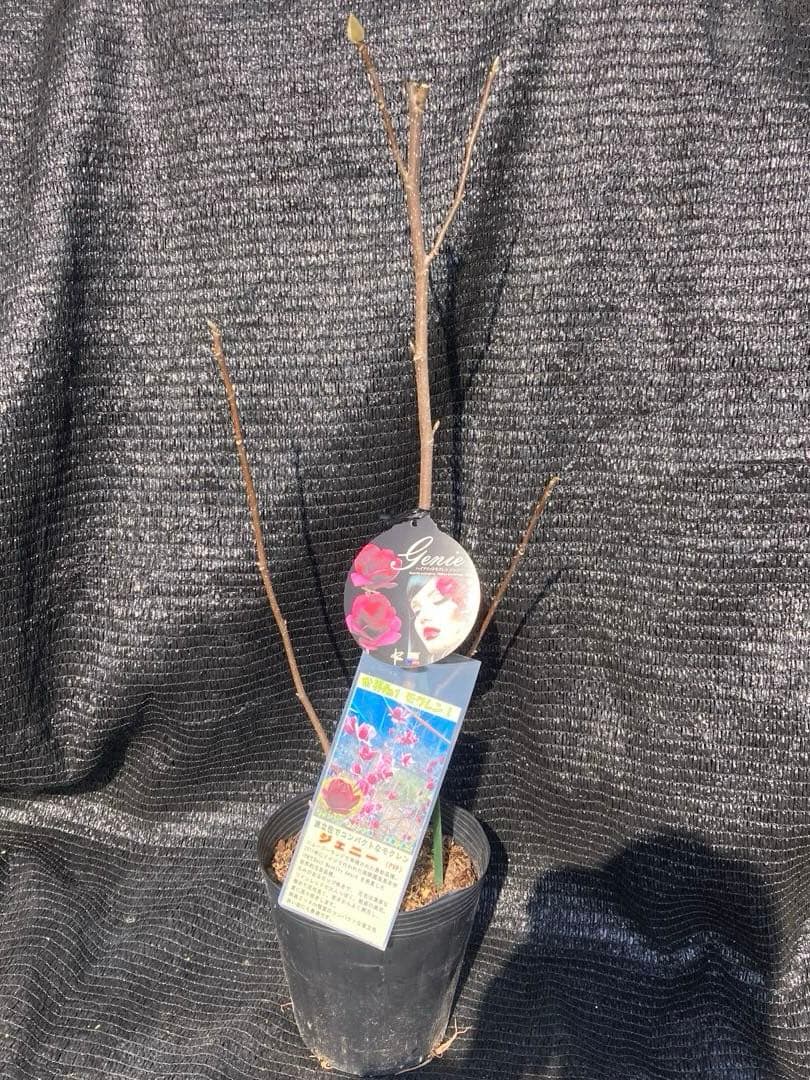 ①*:ஐ矮性で鉢栽培も可能‼︎魅力的な花色‼︎*:ஐモクレン・苗木【ジェニー】6号