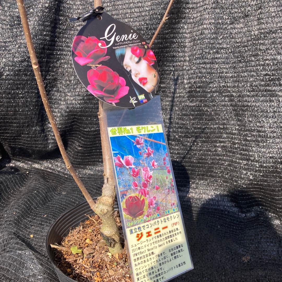 ①*:ஐ矮性で鉢栽培も可能‼︎魅力的な花色‼︎*:ஐモクレン・苗木【ジェニー】6号