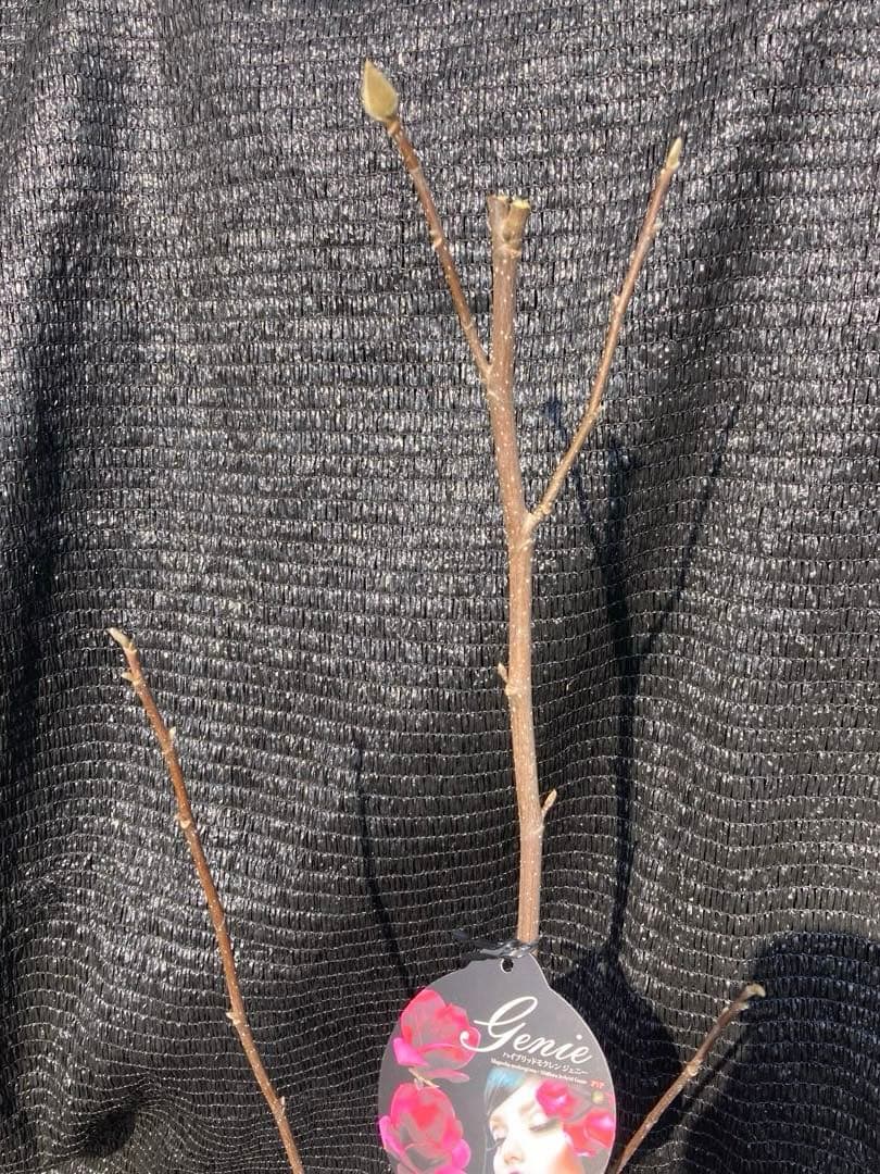 ①*:ஐ矮性で鉢栽培も可能‼︎魅力的な花色‼︎*:ஐモクレン・苗木【ジェニー】6号