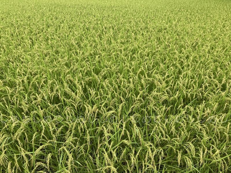 魚沼産コシヒカリ　令和7年産　白米　10キロ　米農家直送②