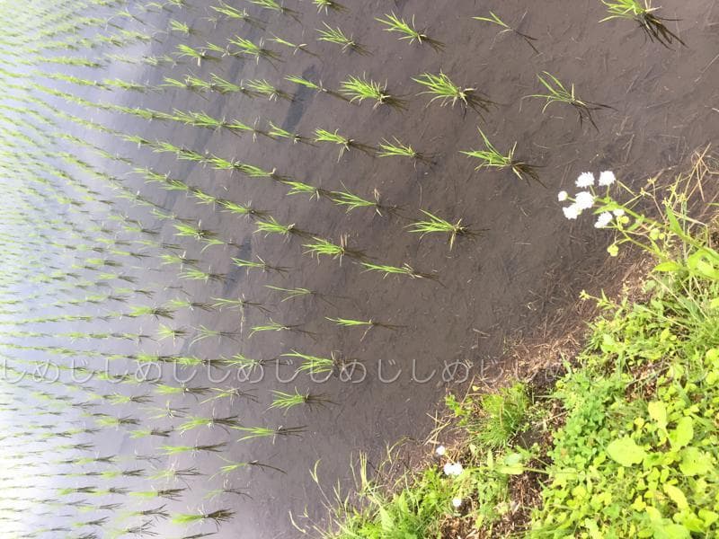 魚沼産コシヒカリ　令和7年産　白米　10キロ　米農家直送②