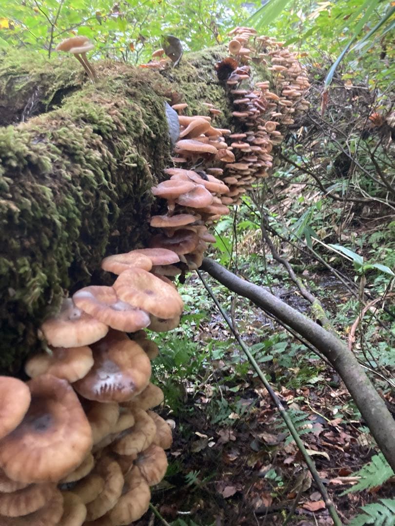 令和7年魚沼産コシヒカリ精米10kg