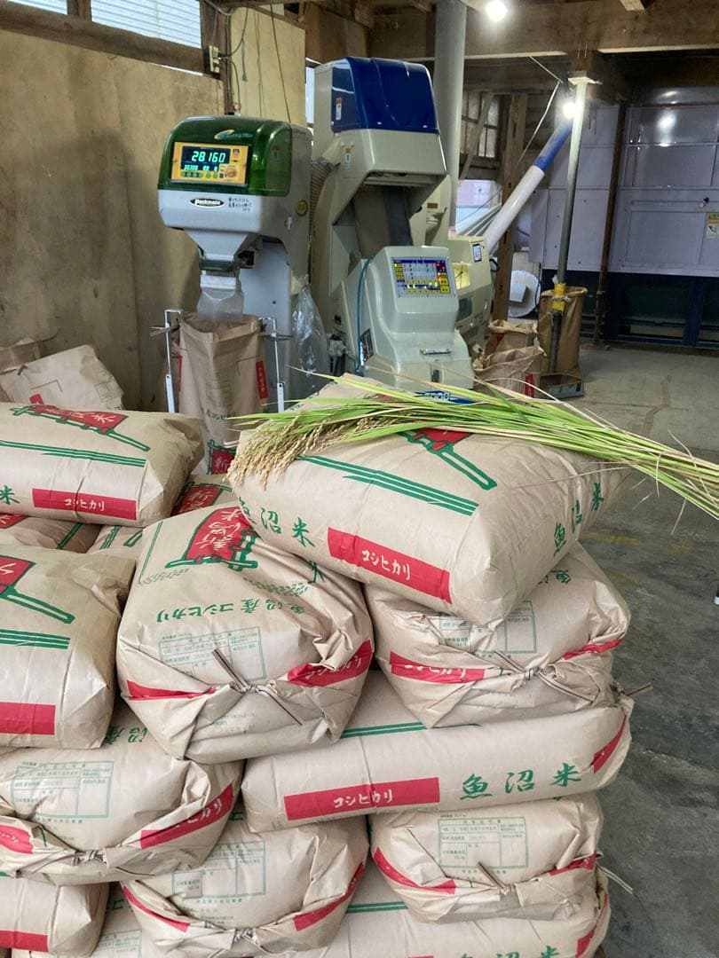 令和7年魚沼産コシヒカリ精米10kg