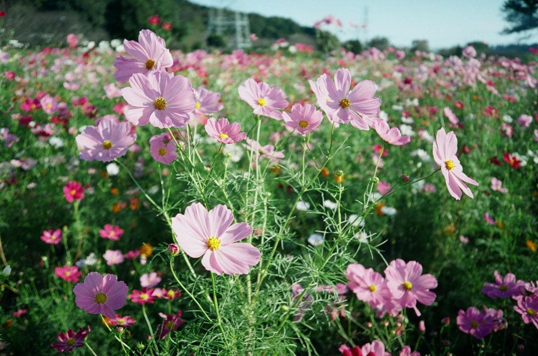 【ジャンク・動作品・作例あり】Olympus μ（初代）PANORAMA