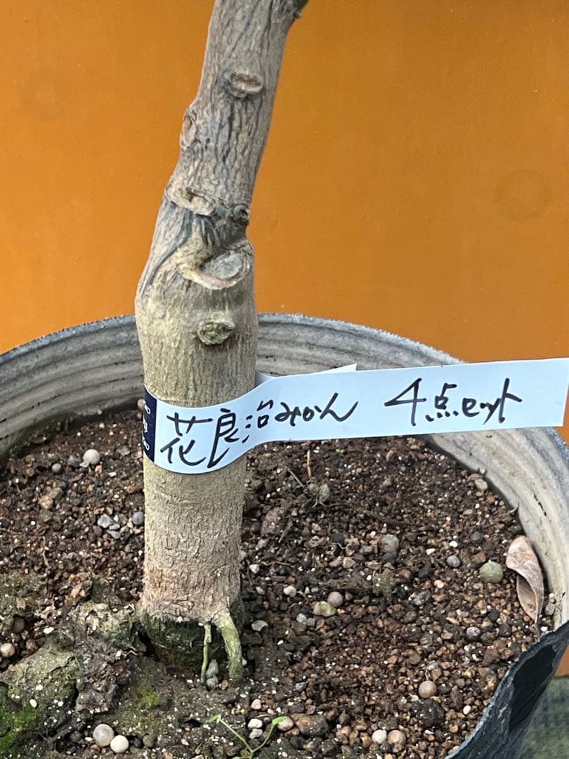 花良治みかん 2点セット