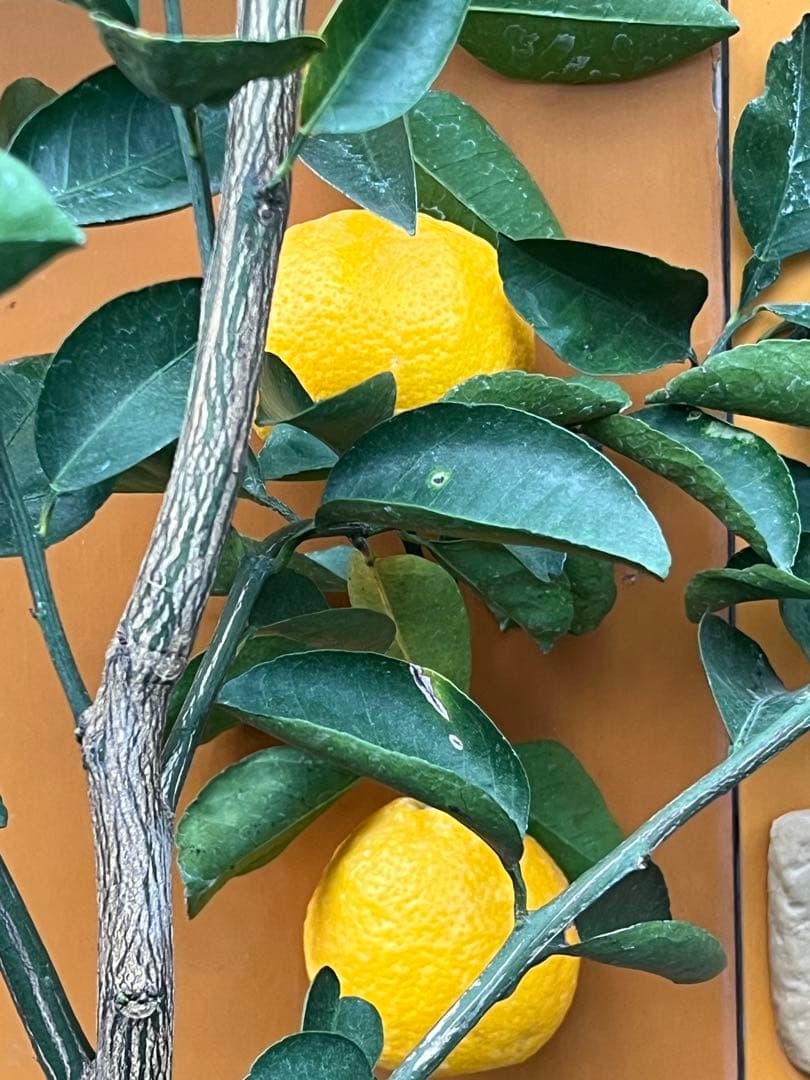 花良治みかん 2点セット