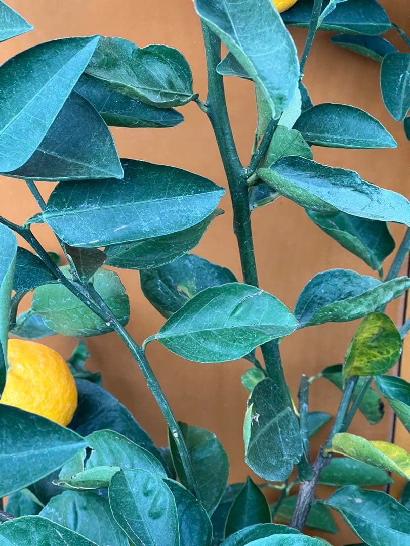 花良治みかん 2点セット