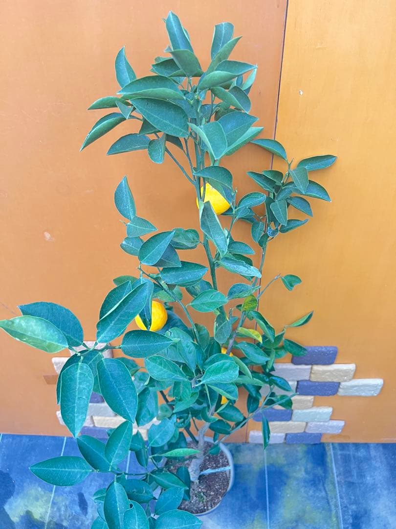 花良治みかん 2点セット