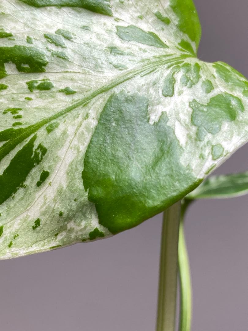 山*本様 【全葉斑入り‼️】モンステラ　デリシオーサ　バルバソー　フシギダネ/ベ