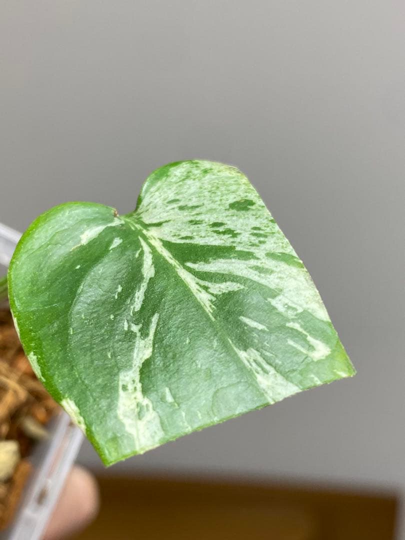 山*本様 【全葉斑入り‼️】モンステラ　デリシオーサ　バルバソー　フシギダネ/ベ