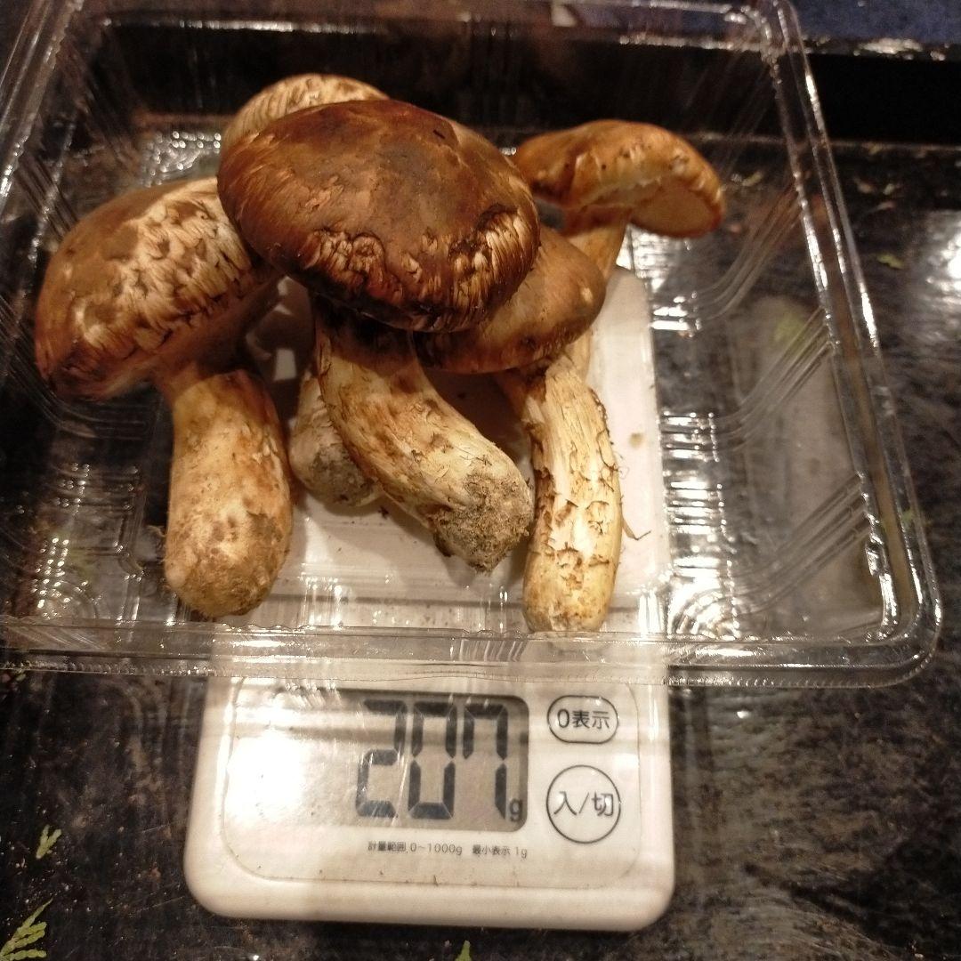 【本日ラスト】信州産　松茸　長野県　クール便　200g