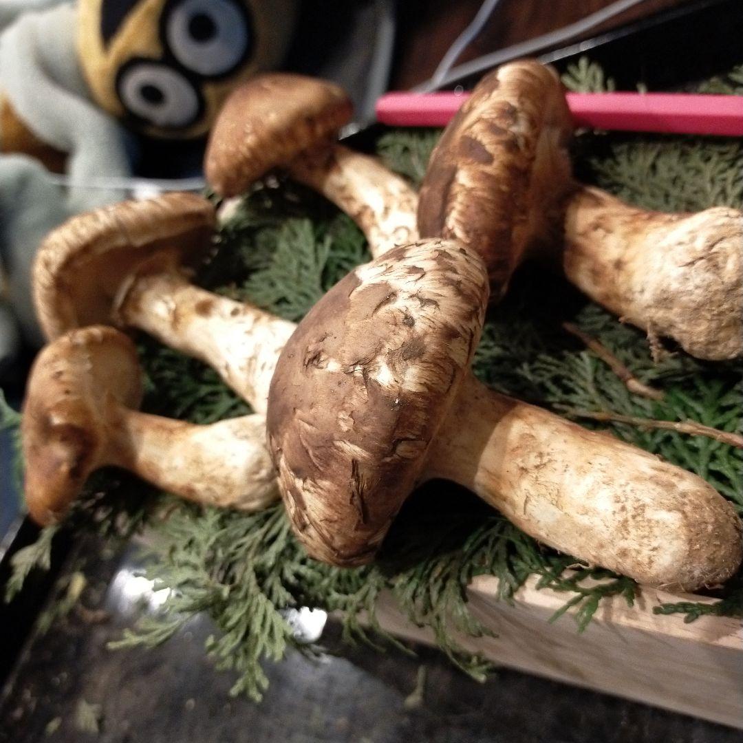 【本日ラスト】信州産　松茸　長野県　クール便　200g