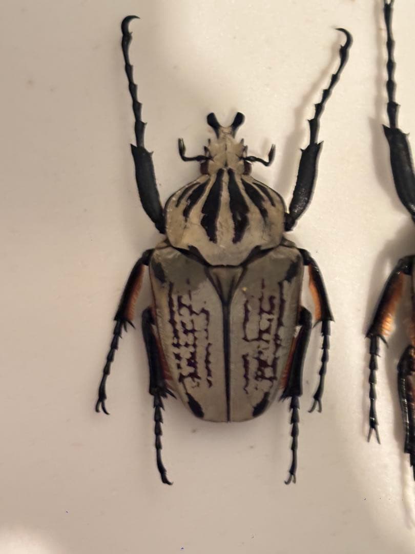 みゆみゆ様ご確認用